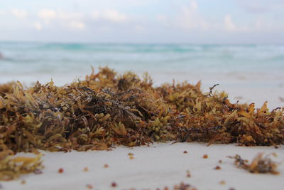 Close-up of plants on beach against sky