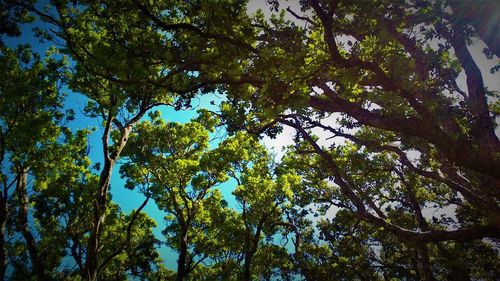 Low angle view of trees in forest