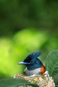 Close-up of bird perching