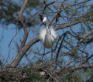 Low angle view of white bird perching on branch