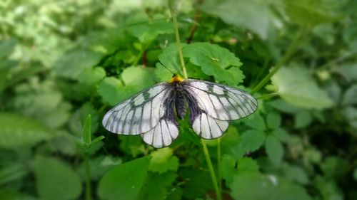 Close-up of butterfly on flower