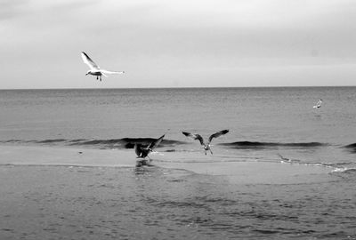 Seagulls flying over sea against sky