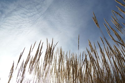 Low angle view of stalks against sky