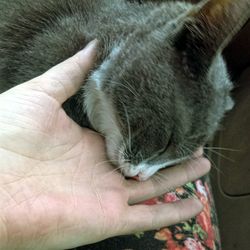 Close-up of hand holding kitten