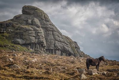 Horse on rock against sky