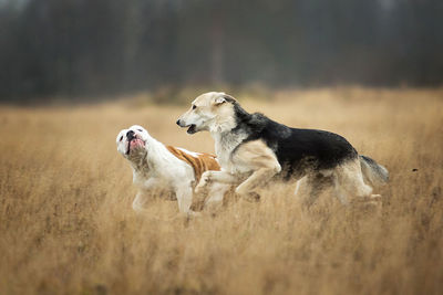 Dogs on a field