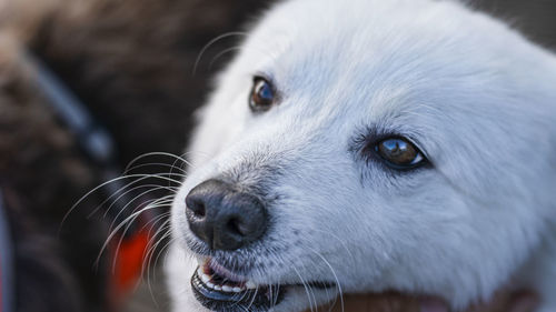 Close-up portrait of dog