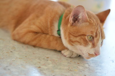 Close-up of a cat resting