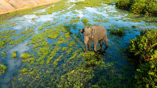 Aerial view of elephant among tropical vegetation in wetlands. arugam bay sri lanka.