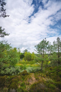 Low angle view of trees on land against sky