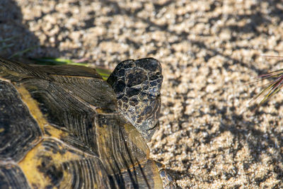 Close-up of turtle