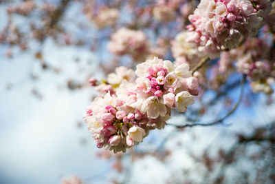 Close-up of pink cherry blossoms against sky