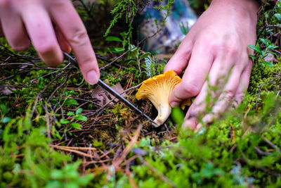 Midsection of person holding mushroom growing on field