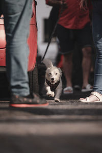 Low section of man with dog on street