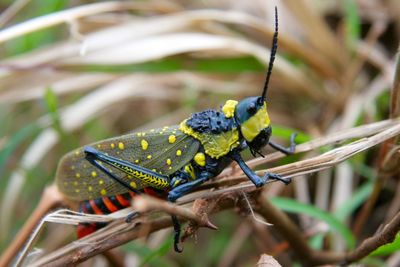 Close-up of insect on leaf