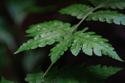 Close-up of raindrops on leaves