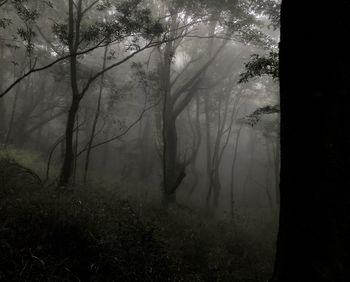 Trees in forest