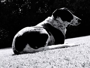 Close-up of a dog on field