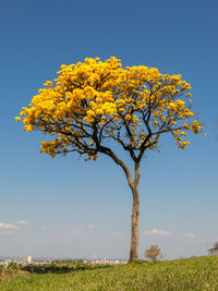 Yellow flowering tree on field against sky