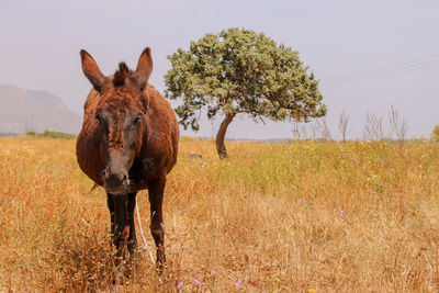 Horse in a field