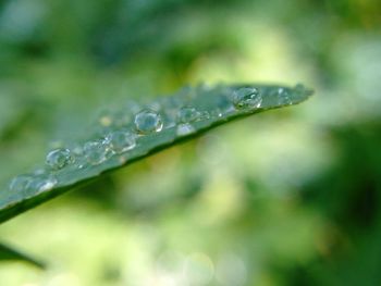 Close-up of water drops on leaf