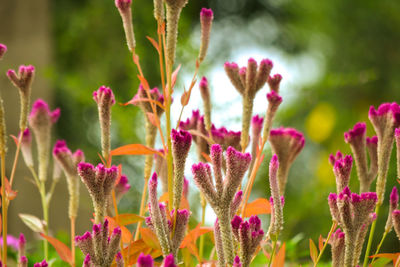 Close-up of pink flowering plants on field