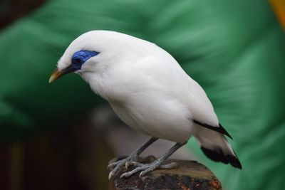 Close-up of bird perching outdoors