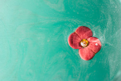 High angle view of red floating on water