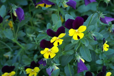 Close-up of yellow flowering plant
