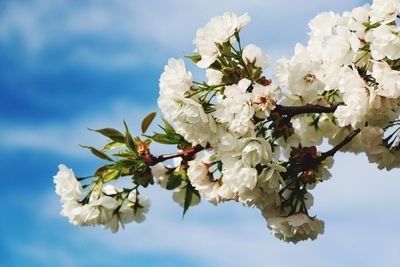 Low angle view of white flowers blooming on tree against sky