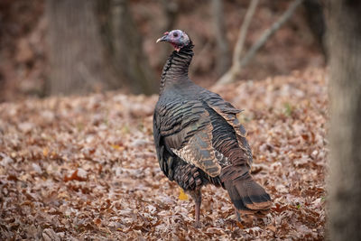 Close-up of a bird looking away