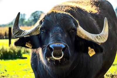 Portrait of cow