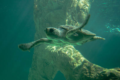 View of turtle swimming in sea