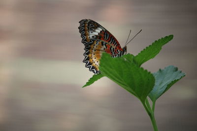 Butterfly on leaf