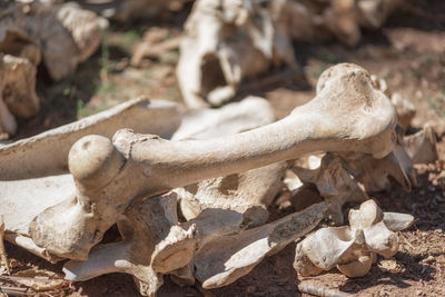 Close-up of driftwood on field