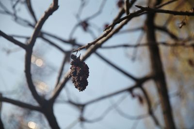 Low angle view of snow on branch against sky