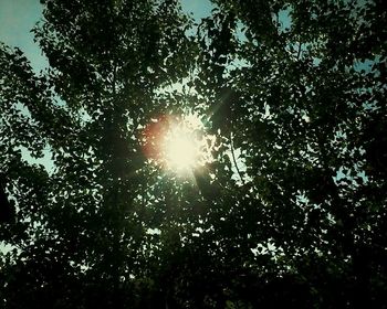 Low angle view of trees in forest