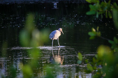 Heron perching on a lake