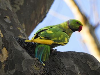 Low angle view of parrot perching on tree