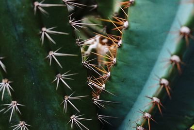 Close-up of cactus plant