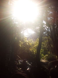 Sunlight streaming through trees