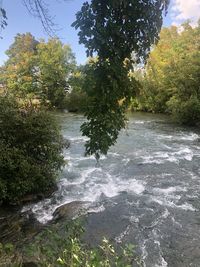 River flowing amidst trees in forest against sky