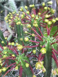 Close-up of flowers