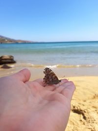 Cropped image of hand holding crab on beach against sky