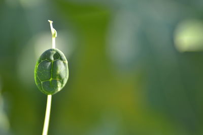 Close-up of lemon growing on plant
