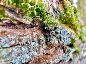Close-up of mushroom growing on tree trunk
