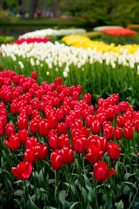 Close-up of red flowers growing in field