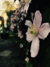 Close-up of fresh flower blooming outdoors