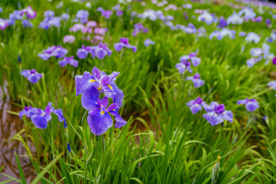 flowering plant