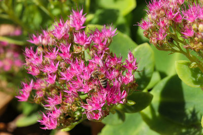 Close-up of pink flowering plants